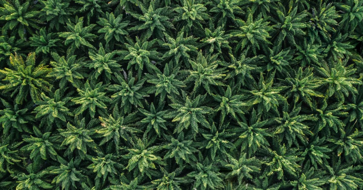 New Federal Law Empowers States to Regulate Hemp THC, Reshaping Cannabis Industry