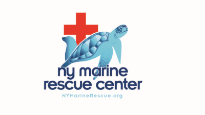 New York Marine Rescue Center to Release Rehabilitated Loggerhead Sea Turtle 'Pegasus' at Tiana Beach