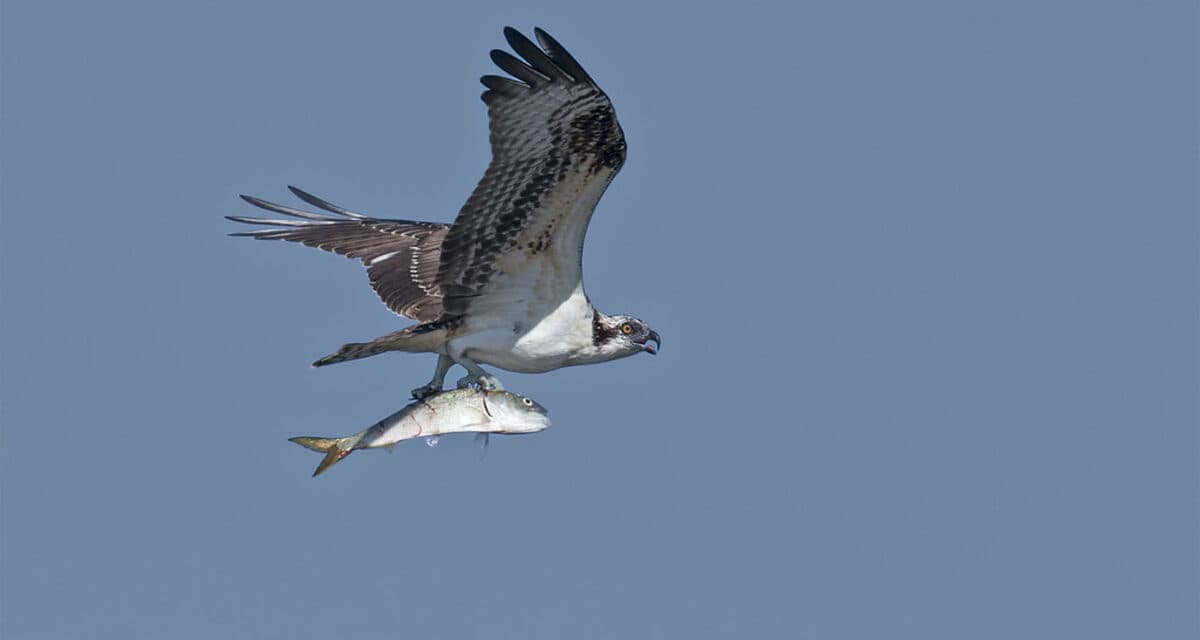 Menhaden's Decline Threatens Chesapeake Bay Ecosystem