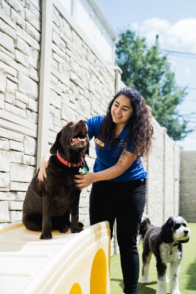 K9 Resorts to Open First New York City Location in Brooklyn's Dumbo Neighborhood