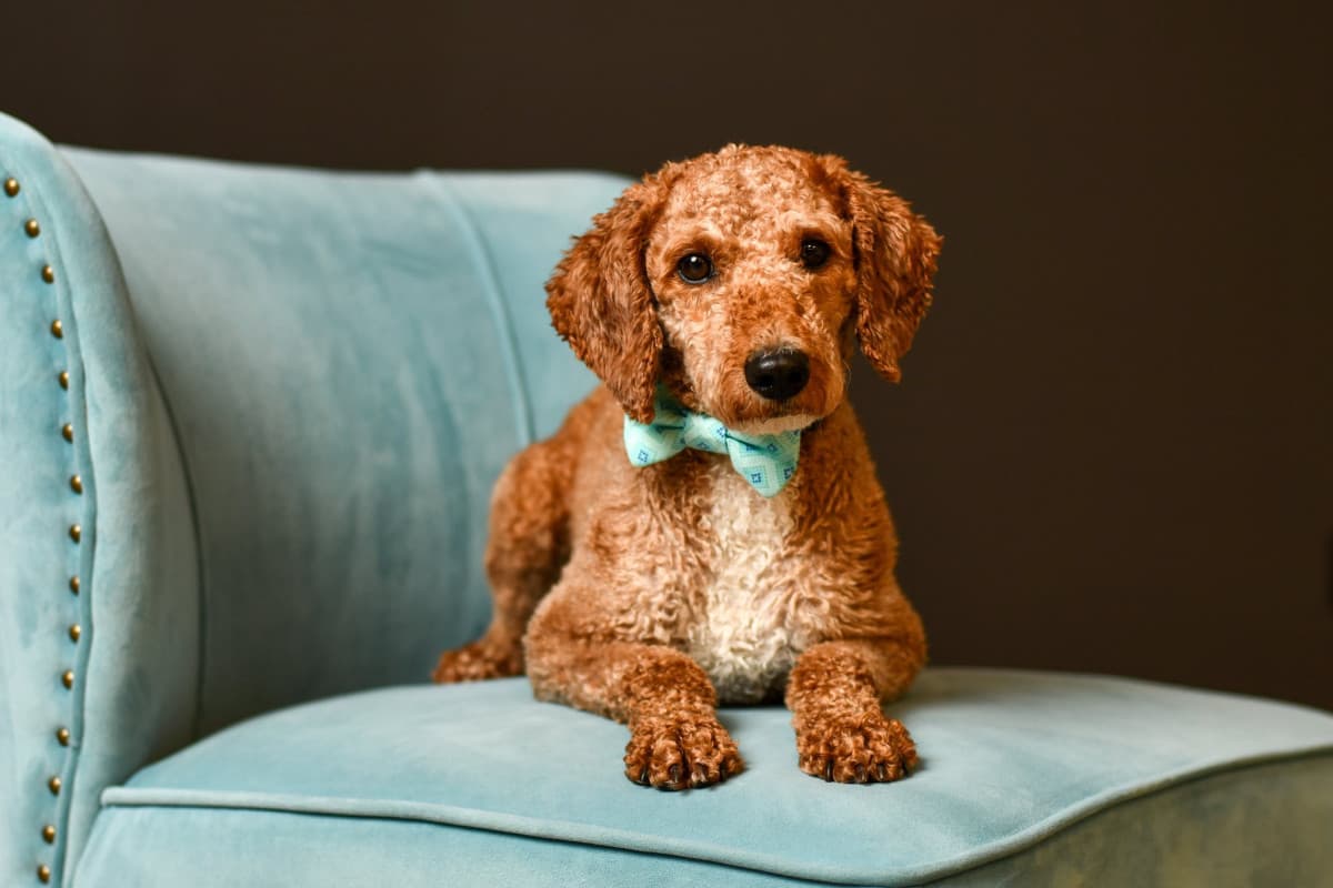 Columbus Photographer Teams with Students to Help Rescue Dogs Find Homes