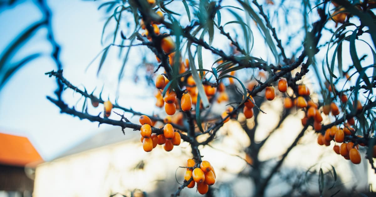 Five Habits to Boost Immunity During Cold and Flu Season